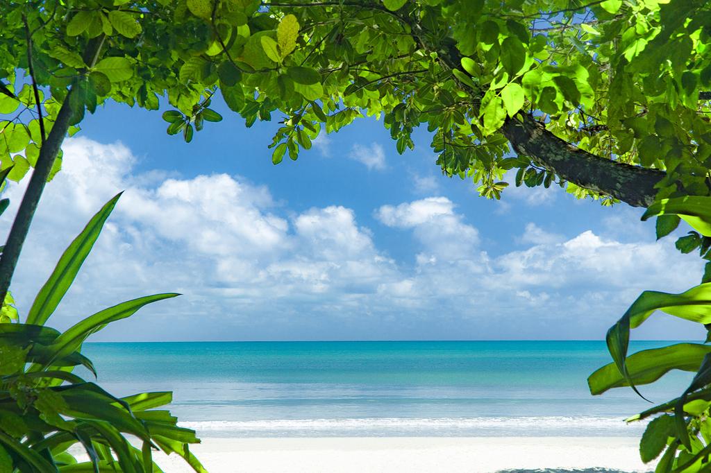 mist at Cape Tribulation image 5