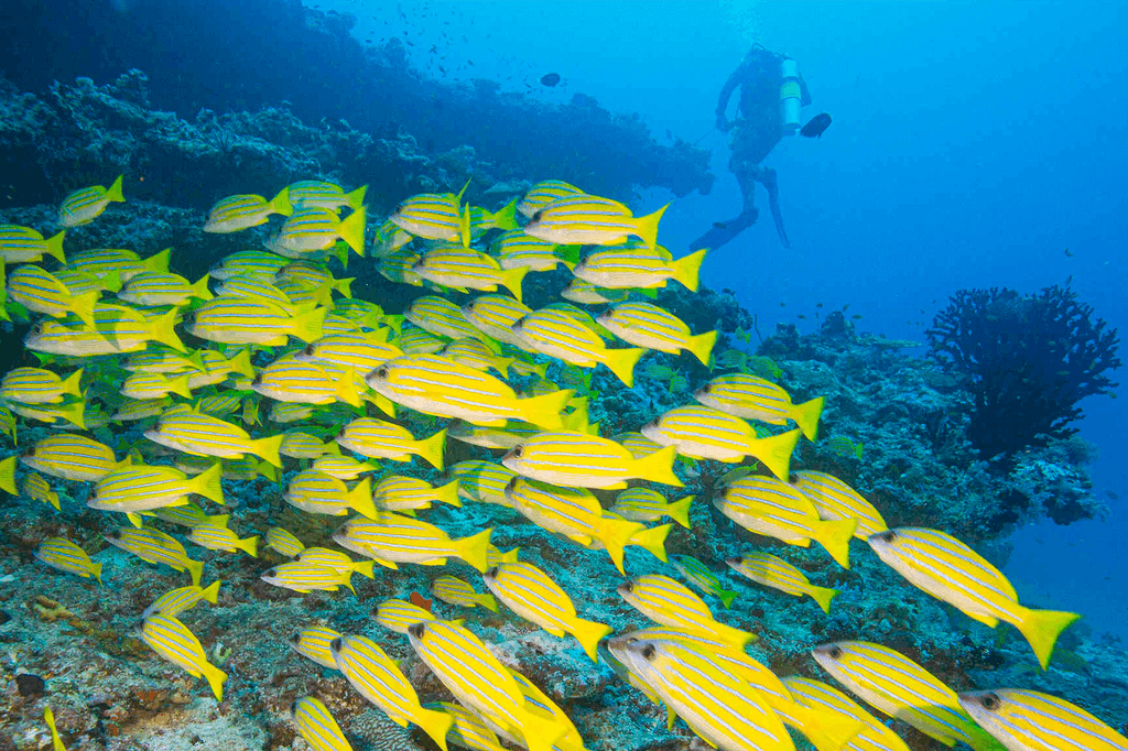 Kuredhivaru Resort & Spa Maldives image 12