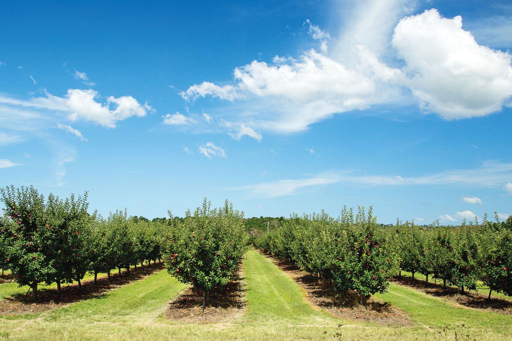 Barrel View Luxury Cabins image 7