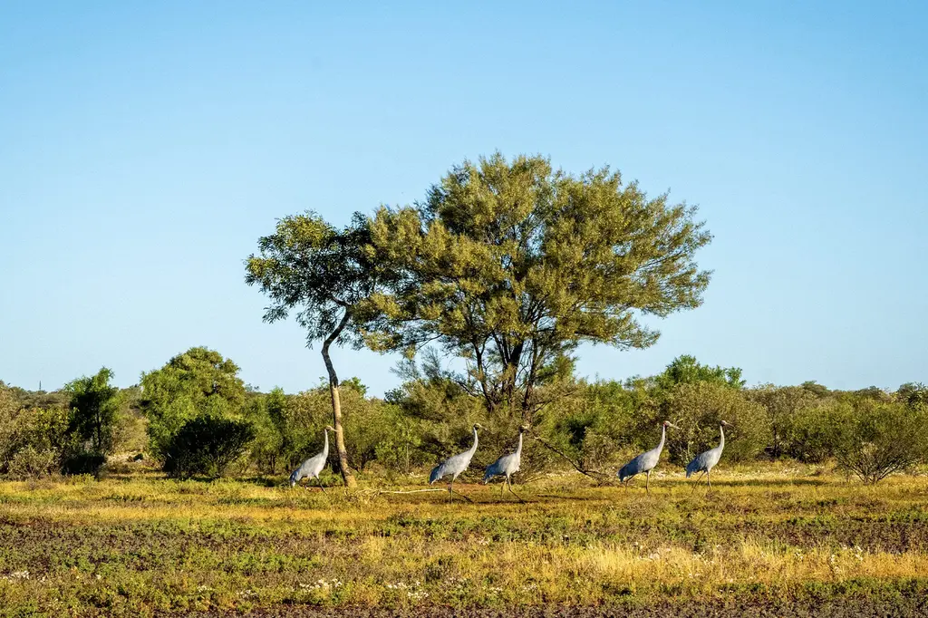 Toogunna Plains Farmstay image 11