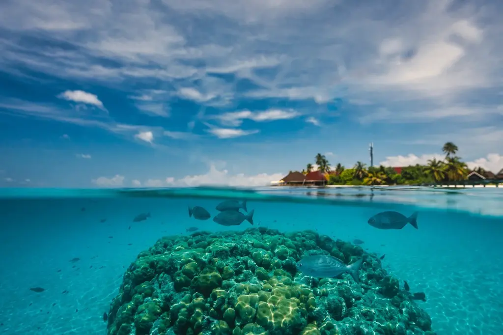Dhigufaru Island Resort image 6