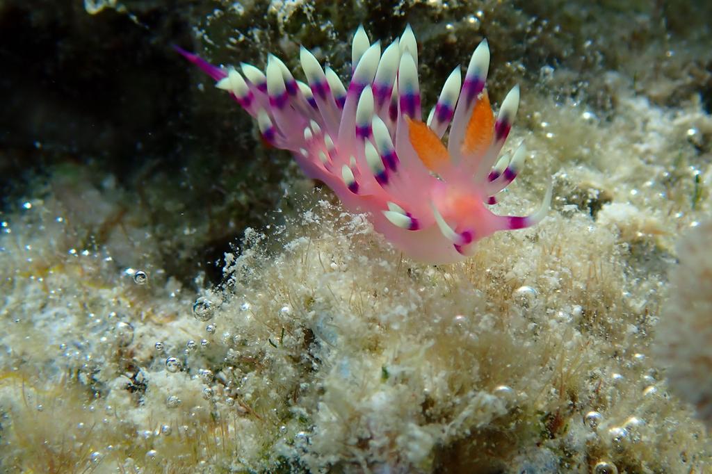 mist at Cape Tribulation image 15