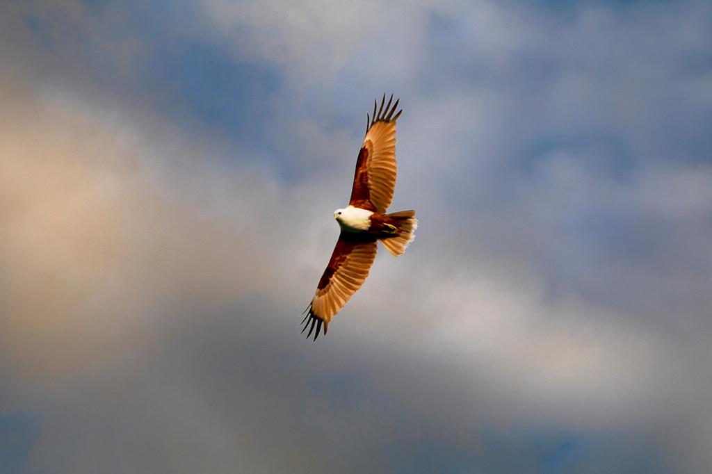 mist at Cape Tribulation image 12